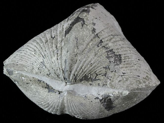 Pyrite Replaced Brachiopod (Paraspirifer) - Ohio #52716